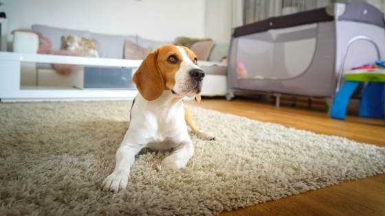 Selling a home can take a toll on your pets,  and your pets may take a toll on your home. Here's how you can get the best for both.